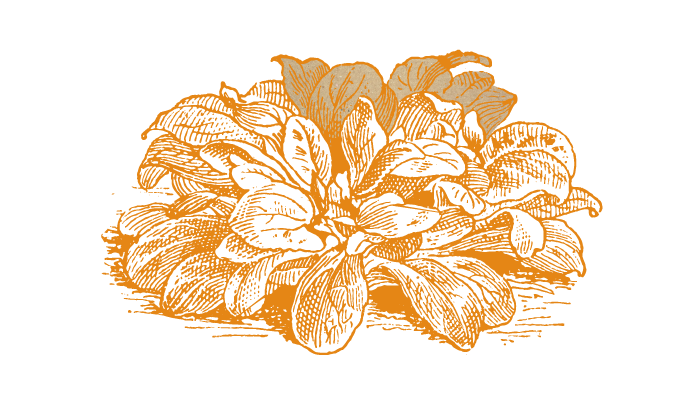 Tapis Illustration